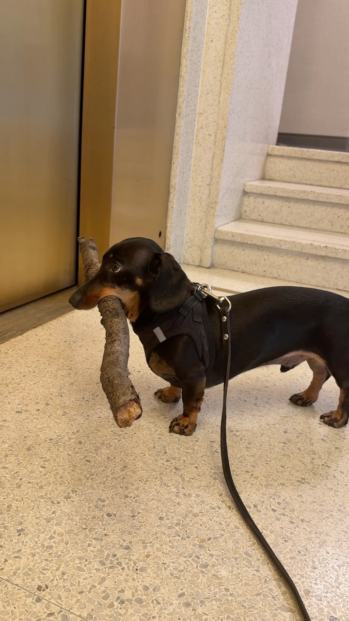 Goose the dachshund holding a large stick beside a lift and staircase.